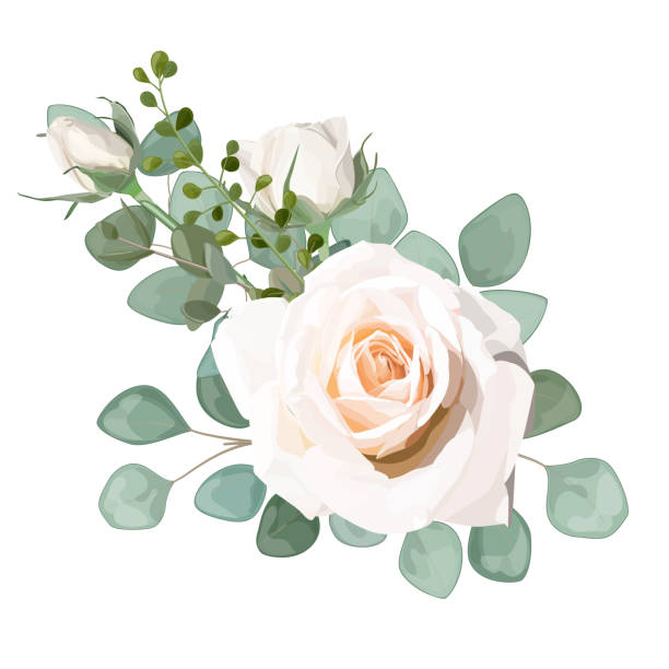 ilustrações de stock, clip art, desenhos animados e ícones de a beautiful rose flower is isolated on white background. vector watercolor. - 6646