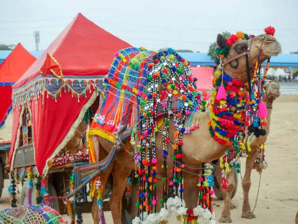 Photo of Decorated Camel Cart in Indian desert city pushkar for tourists and travelers.