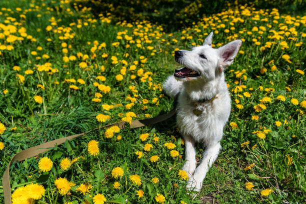 White Swiss Shepherd dog lying in blooming yellow dandelion field