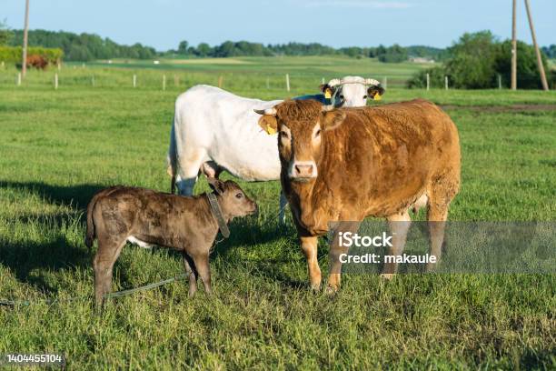 Baby Sapi Sapi Dengan Anak Sapi Sapi Coklat Foto Stok - Unduh Gambar Sekarang ...