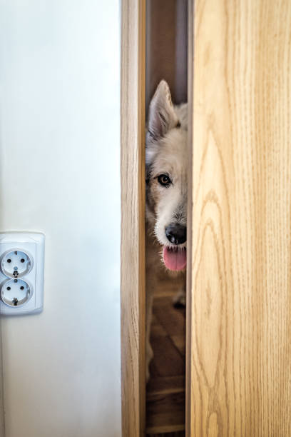 istock White dog looking through a barn door 1404456102