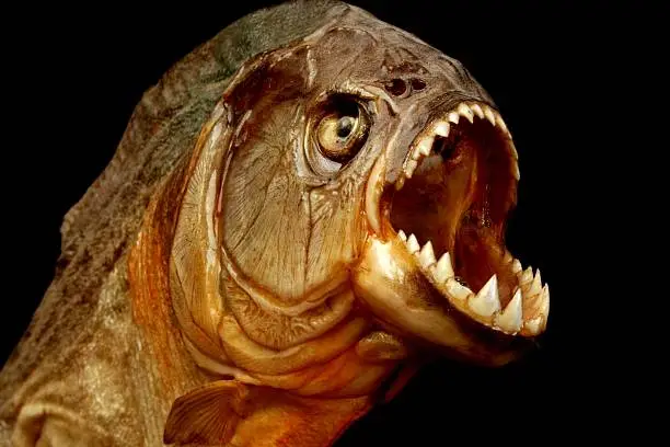 Piranha fish on black background with mouth wide open