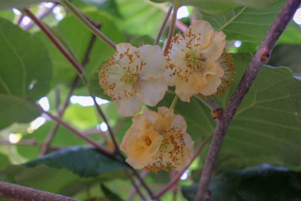 istock kiwis growing in my garden 1404456339