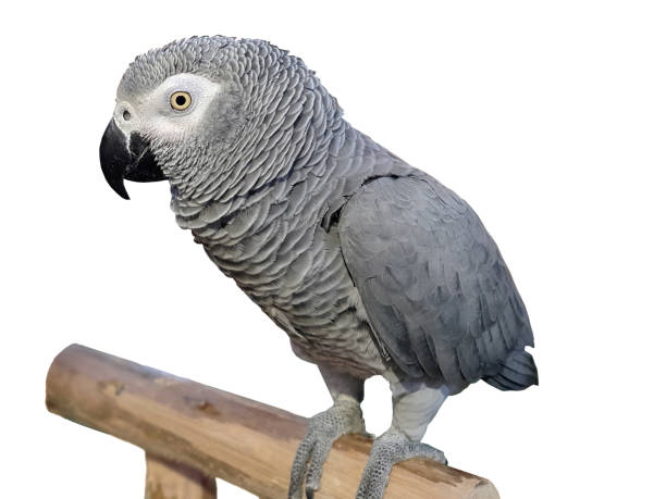 istock close up a single beautiful african grey parrot perching on the tree branch, white background with clipping path 1404456480