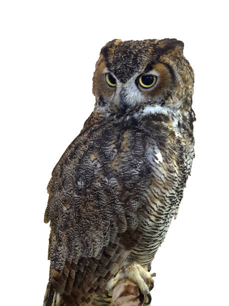 istock Close up A single Beautiful eagle owl sitting on the stump, isolated white background with clipping path 1404456497