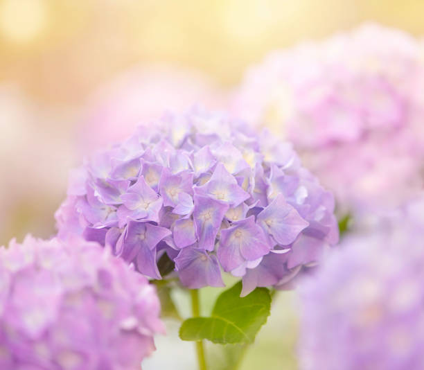 istock Hydrangea lilac in the garden close-up. 1404456595