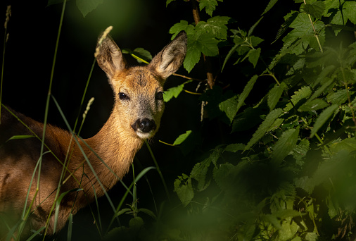 Young female roe deer (Capreolus capreolus) looking out of a dark forest, illuminated by the morning sunlight.