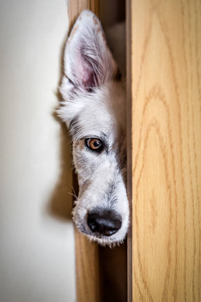 istock White swiss shepherd dog looking through a barn door 1404457377