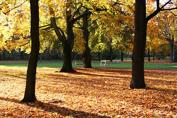 golden alberi in autunno - foto stock