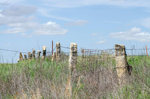 Old fence with Fencestone limestone fence posts, Ness county, Kansas, USA. Weeds choking fence provide habitat for native plants and animals. The limestone was quarried locally in the late 19th and early 20th centuries as a building material to augment a limited timber supply on the Great Plains.