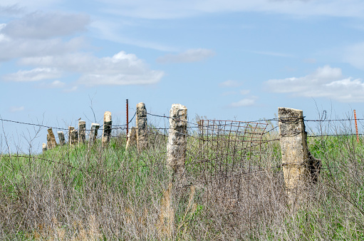 Old fence with Fencestone limestone fence posts, Ness county, Kansas, USA. Weeds choking fence provide habitat for native plants and animals. The limestone was quarried locally in the late 19th and early 20th centuries as a building material to augment a limited timber supply on the Great Plains.