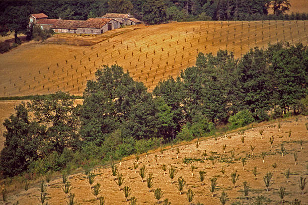 Farm, fields, farmhouse, France stock photo