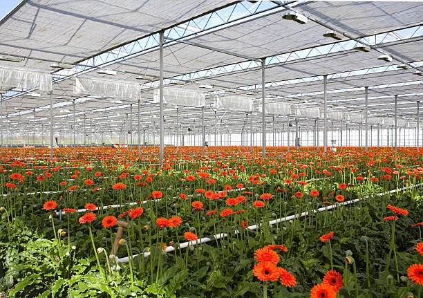 istock View of gerbera in greenhouse with green grass 140445800