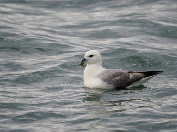 fulmar , fulmarus glacialis - fulmar photos et images de collection