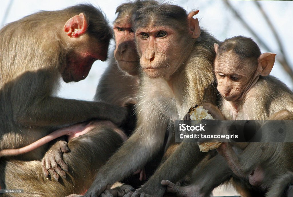 Affen Elephanta-Insel Bombay - Lizenzfrei Humor Stock-Foto