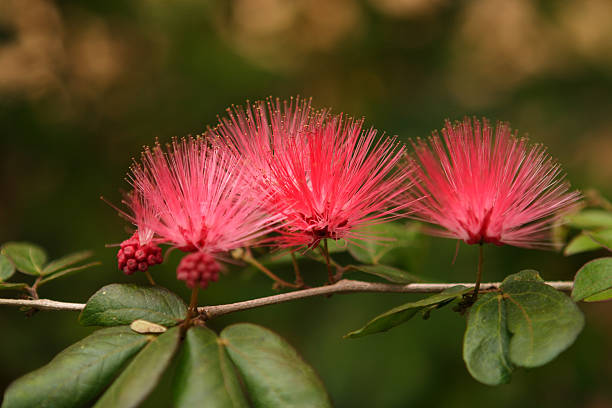Three Blooms Bursting with Color Close up of three vibrant blooms of the Calliandra or Fairy Duster bush. Similar to the bottlebrush. long stamened stock pictures, royalty-free photos & images