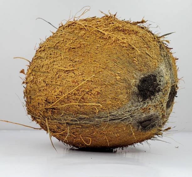 istock Tropical fruit coconut isolated in white 1404458902