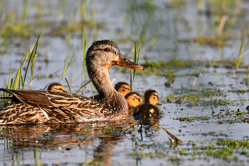 Female Mallard duck with baby ducklings swimming in marsh
