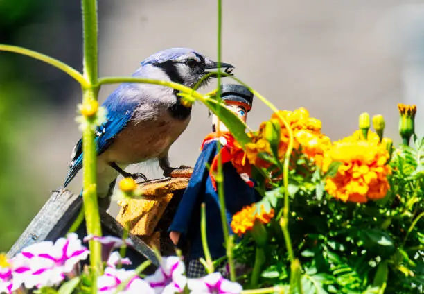 Bluejay finds a small nut behind the Marigolds
