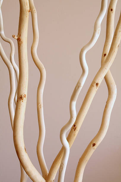 decorative salix branch stock photo