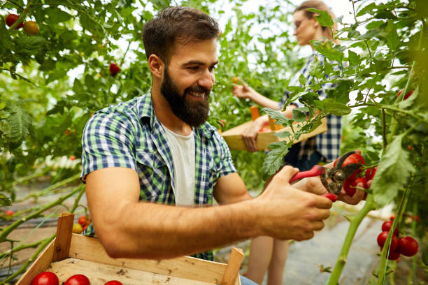 istock Young man harvesting tomatoes in greenhouse 1404462328