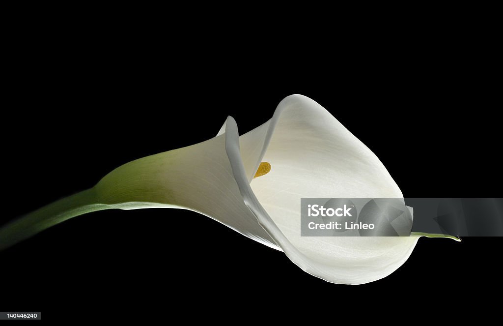 Lírio calla branco elegante - Foto de stock de Aberto royalty-free
