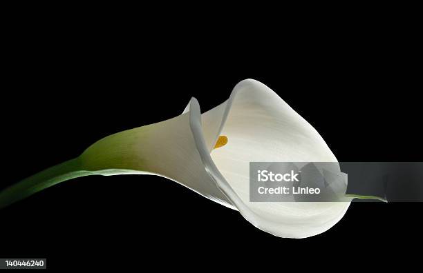 Foto de Lírio Calla Branco Elegante e mais fotos de stock de Aberto - Aberto, Abrindo, Adulto