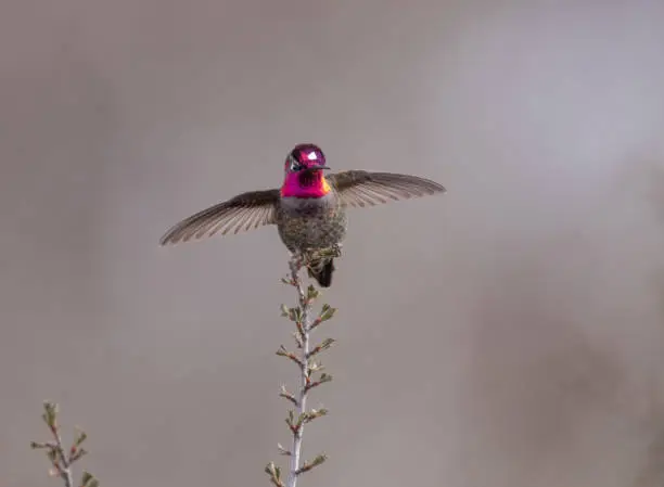 anna's hummingbird sitting on a branch