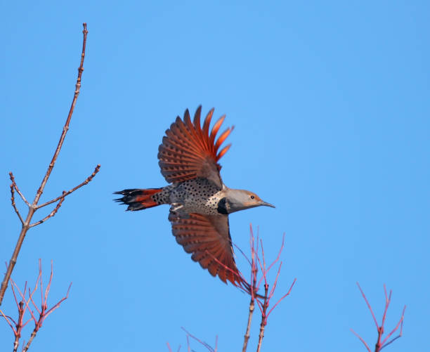 istock red shafted northern flicker in nature 1404462602