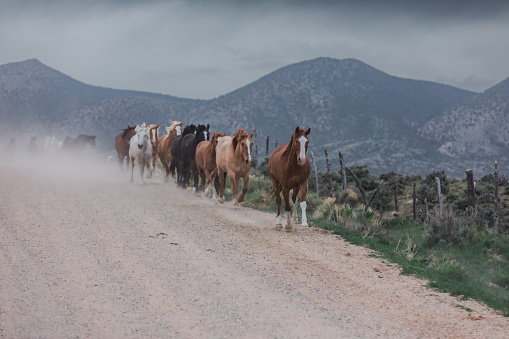 Beautiful ranch horse herd being driven along dusty trails to summer pastures