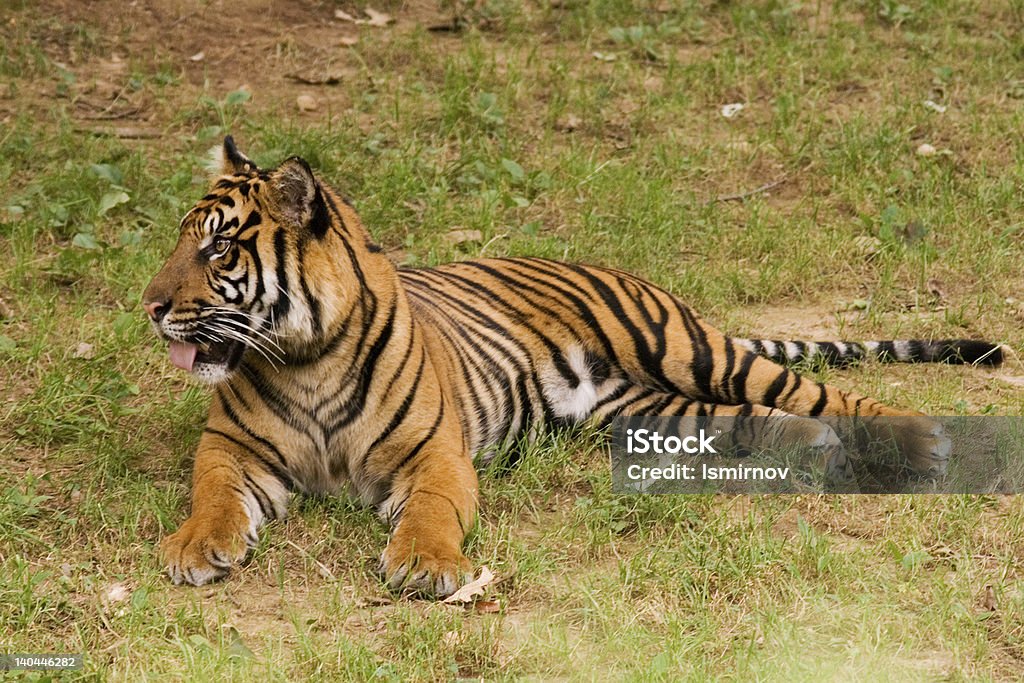 Ruhen tiger. - Lizenzfrei Angeberei Stock-Foto