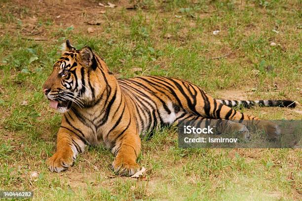Ruhen Tiger Stockfoto und mehr Bilder von Angeberei - Angeberei, Asien, Bedrohte Tierart