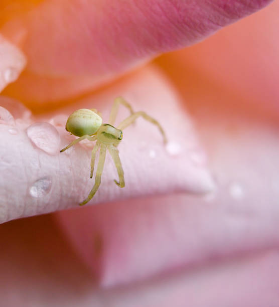 macro spider in pink rose with water droplets stock photo