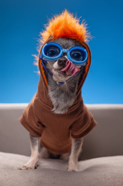 istock cute chihuahua with a hoodie on in a studio 1404463803