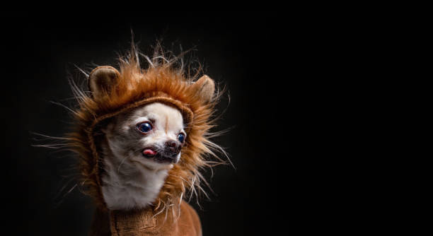 chihuahua bonito vestido com uma fantasia de leão com a língua pendurada em um estúdio filmado isolado em um fundo preto - animal feline domestic cat animal hair - fotografias e filmes do acervo