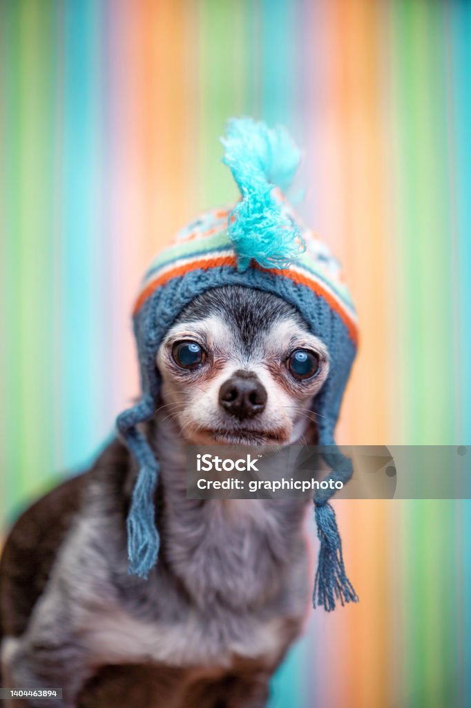 Cute chihuahua with a knitted hat on in front of a colorful background Chihuahua - Dog Stock Photo