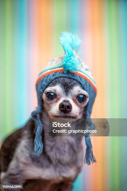 Cute Chihuahua With A Knitted Hat On In Front Of A Colorful Background Stock Photo - Download Image Now