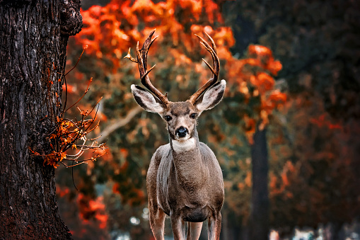 beautiful young buck deer at sunset during summer
