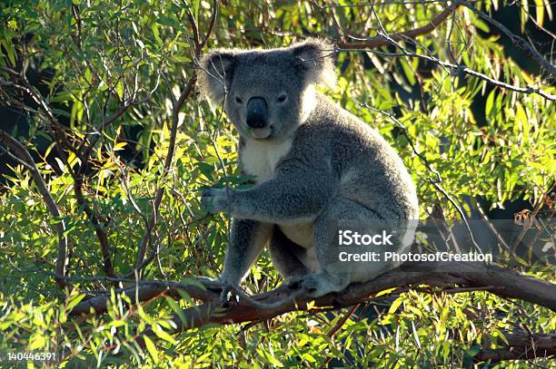 Coala Australiana - Fotografias de stock e mais imagens de Austrália - Austrália, Coala, Fotografia - Imagem