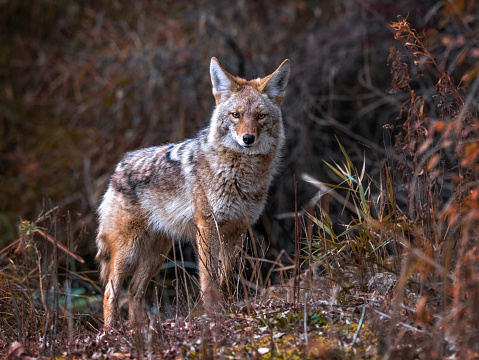 Hermosa foto de un coyote salvaje en la naturaleza photo