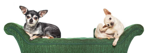 istock cute chihuahua on a green couch isolated on a white background 1404463968