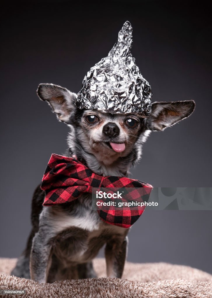 studio shot of a cute dog on an isolated background Humor Stock Photo
