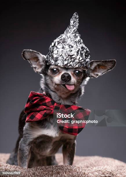 Studio Shot Of A Cute Dog On An Isolated Background Stock Photo - Download Image Now