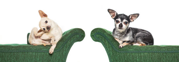 istock cute chihuahua on a green couch isolated on a white background 1404463972