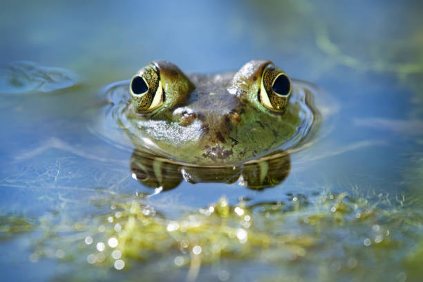 bright green bullfrog sitting in a pond waiting for a bug to eat bright green bullfrog sitting in a pond waiting for a bug to eat big frog stock pictures, royalty-free photos & images
