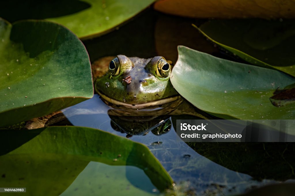 bright green bullfrog sitting in a pond waiting for a bug to eat Ludington - Michigan Stock Photo