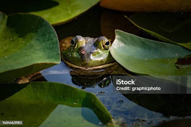 Bright Green Bullfrog Sitting In A Pond Waiting For A Bug To Eat Stock Photo - Download Image Now