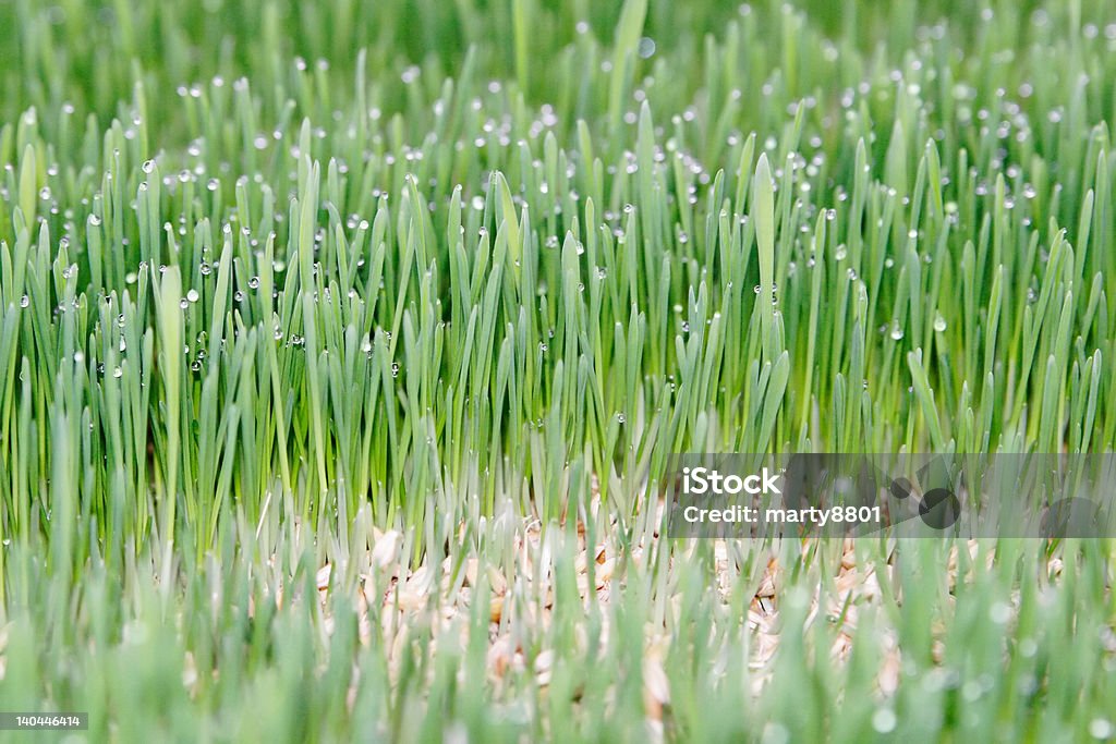 Croissance des plantes fourragères - Photo de Agriculture libre de droits