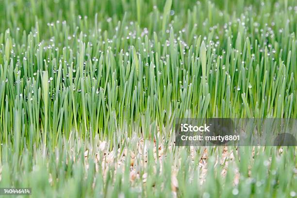 Pasza Się - zdjęcia stockowe i więcej obrazów Bez ludzi - Bez ludzi, Fotografika, Horyzontalny