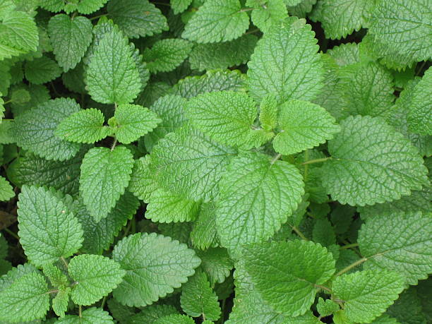 Peppermint stock photo